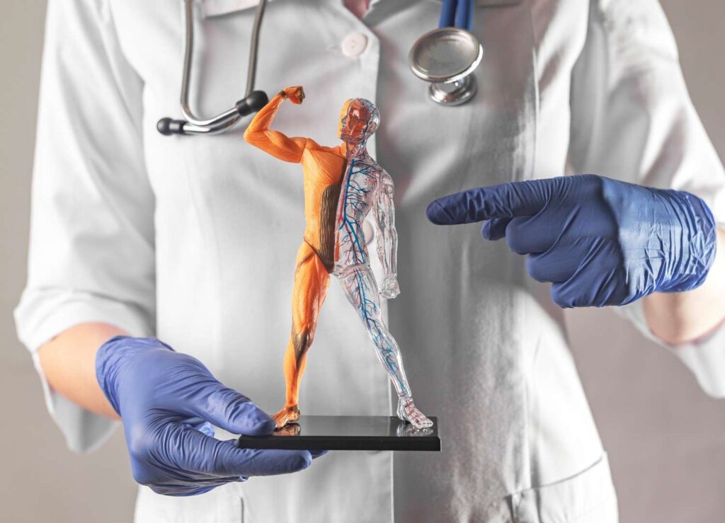 body-circulatory-system-human-body-d-model-anatomy-artery-veins-doctor-hands (1)